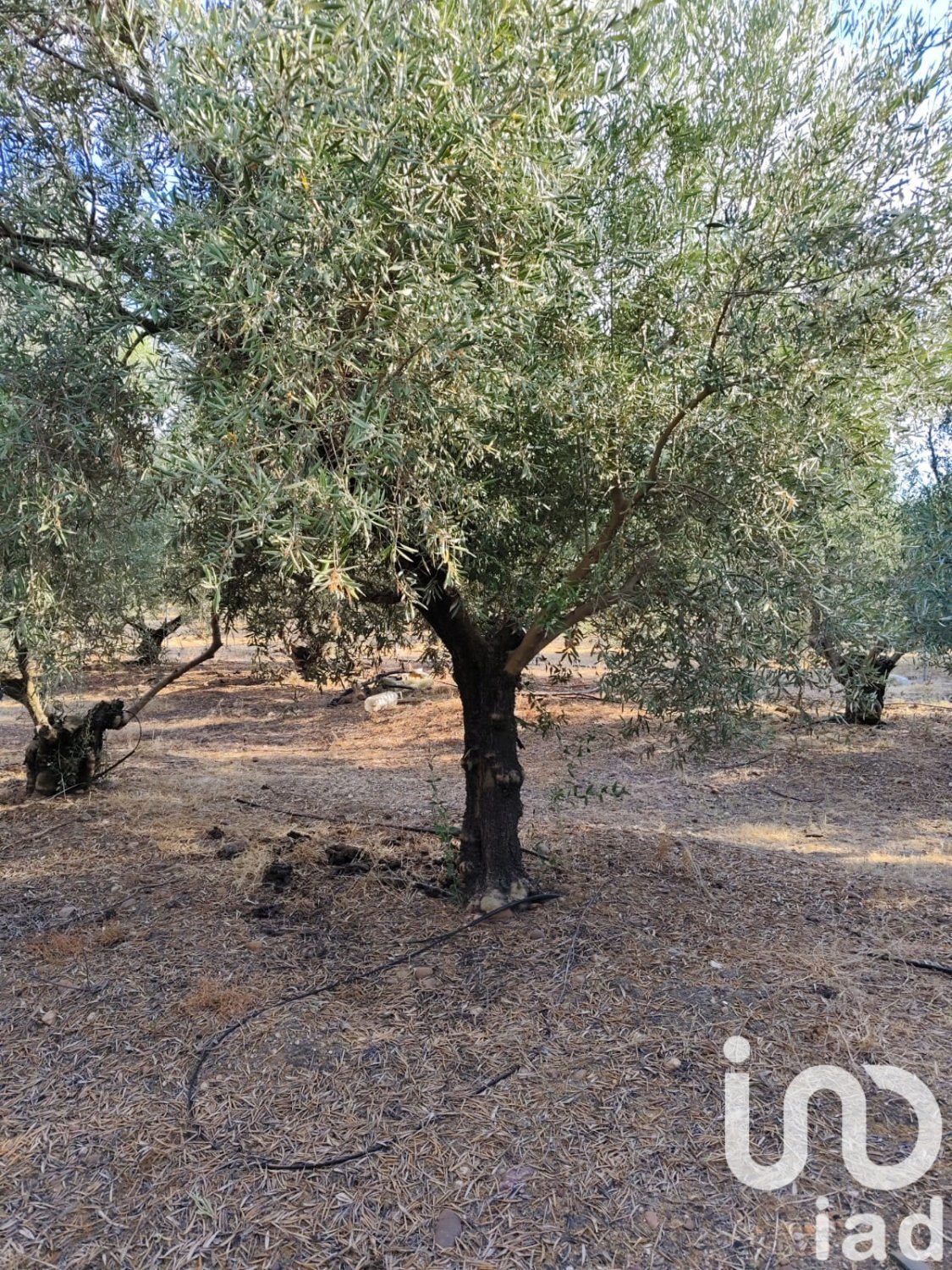 Land in Ecija, Seville, Spanien 4895 m2 Nr. 185710