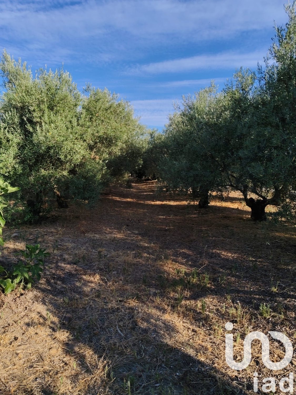 Land in Ecija, Seville, Spanien 4895 m2 Nr. 185710