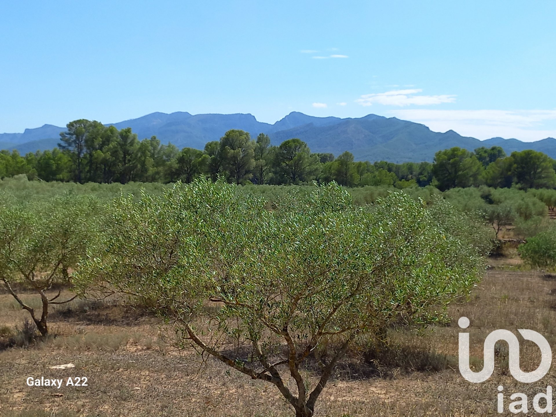 Land in Ginestar, Tarragona, Spanien 46791 m2 Nr. 185781