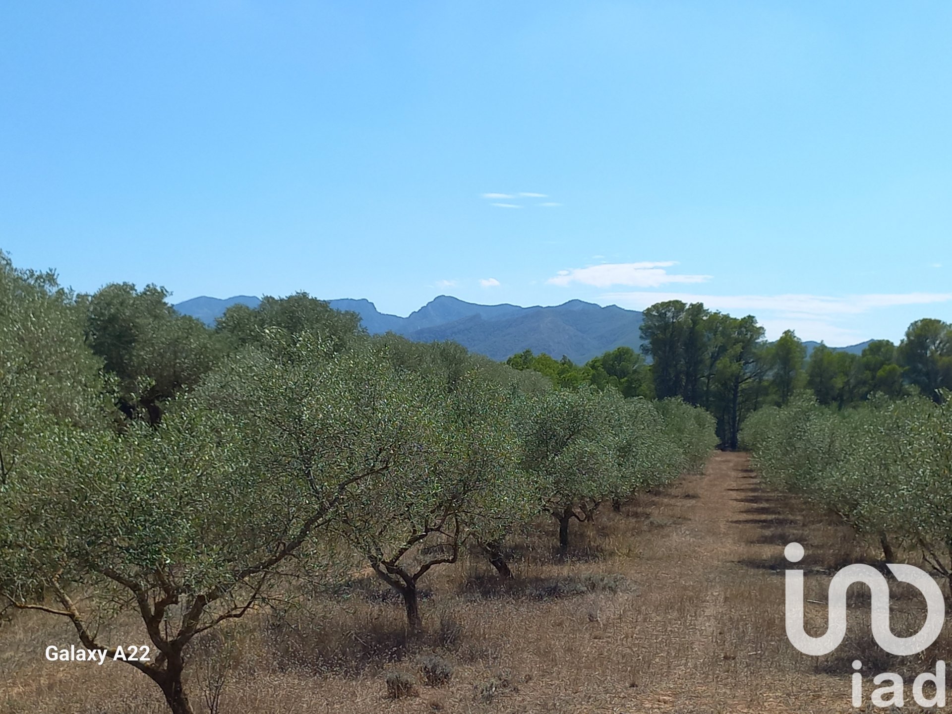 Land in Ginestar, Tarragona, Spanien 46791 m2 Nr. 185781