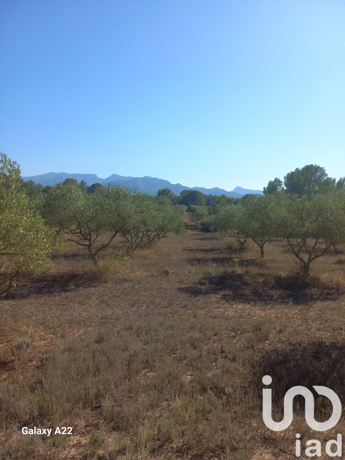 Land in Ginestar, Tarragona, Spanien 46791 m2 Nr. 185781