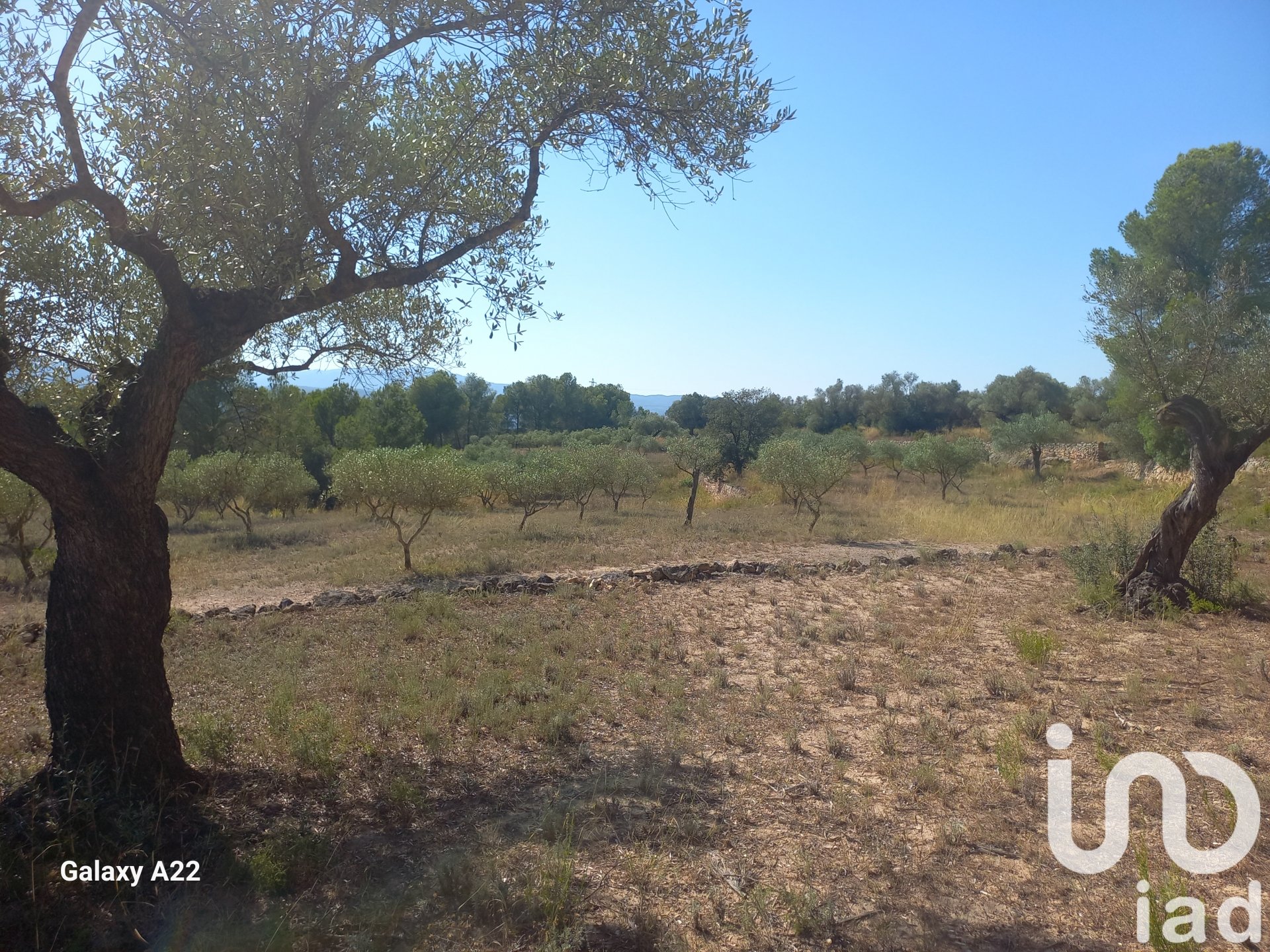 Land in Ginestar, Tarragona, Spanien 46791 m2 Nr. 185781