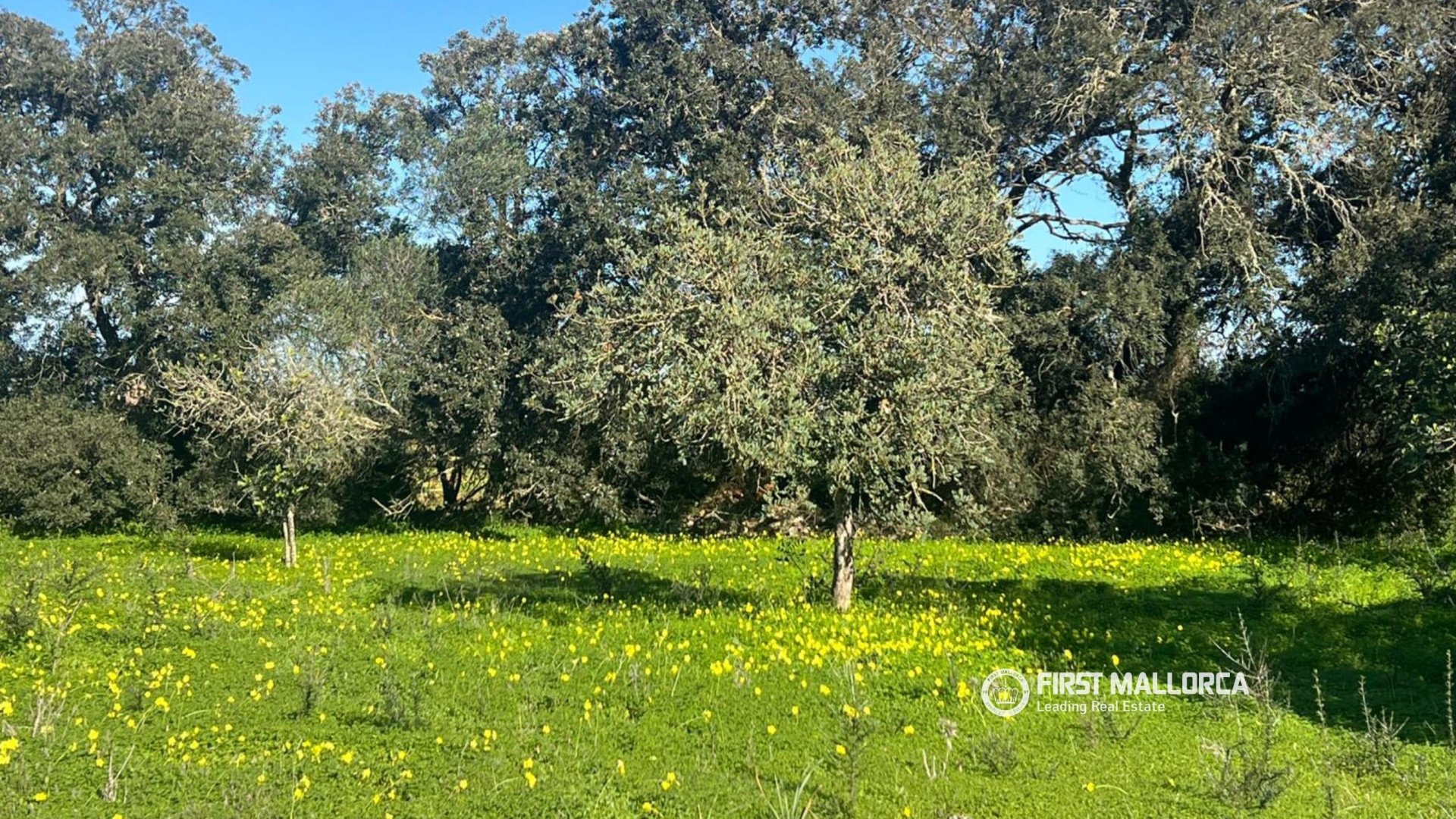 Land in Porreres, Mallorca, Spanien 4 Schlafzimmer, 14090 m2 Nr. 191968