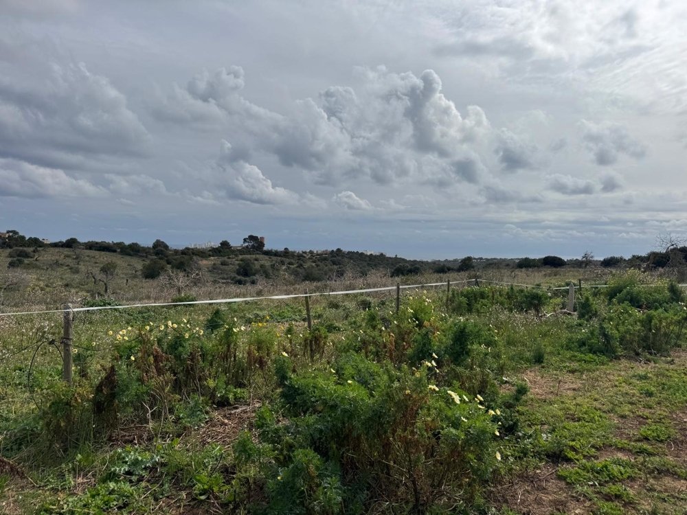 Działka w Algaida, Mallorca, Hiszpania nr 109859