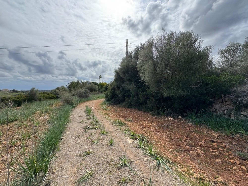 Działka w Algaida, Mallorca, Hiszpania nr 109859