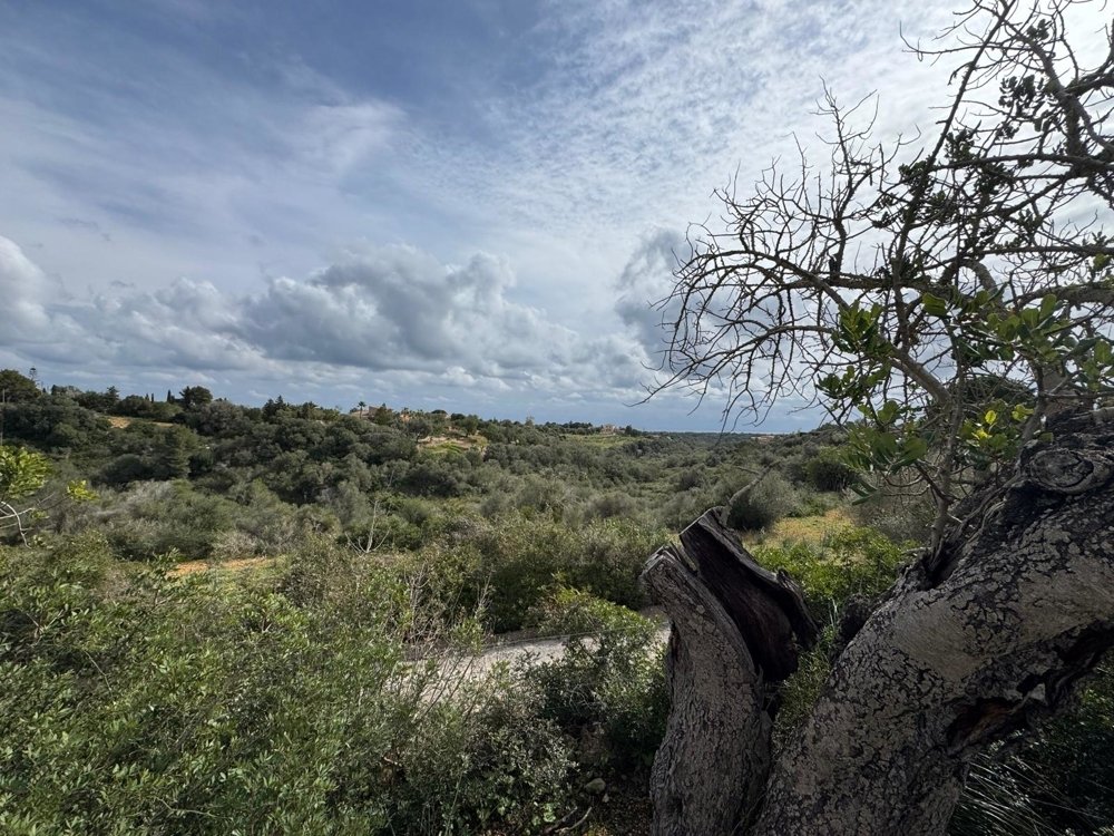 Działka w Algaida, Mallorca, Hiszpania nr 109859
