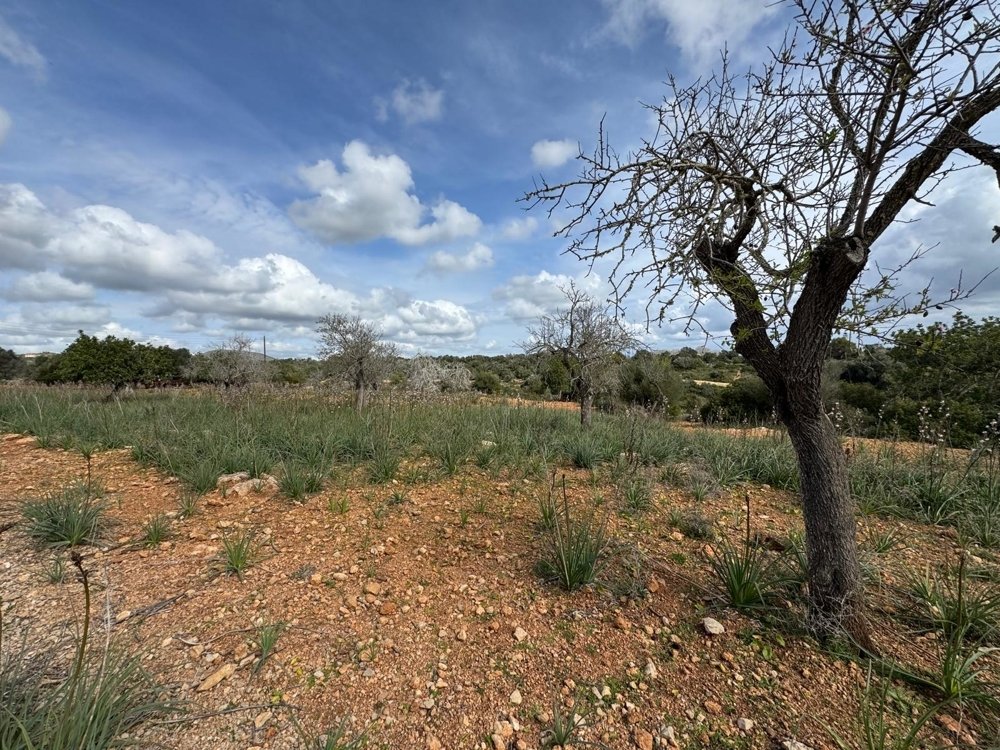 Działka w Algaida, Mallorca, Hiszpania nr 109859