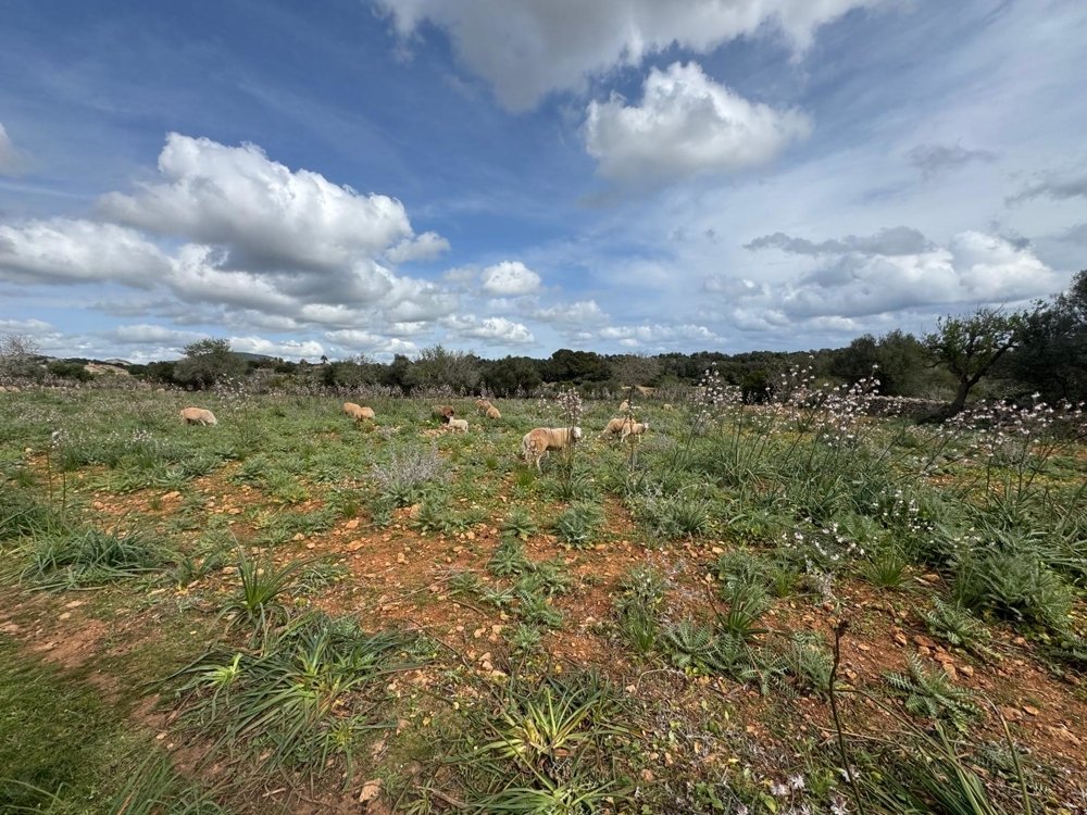 Działka w Algaida, Mallorca, Hiszpania nr 109859