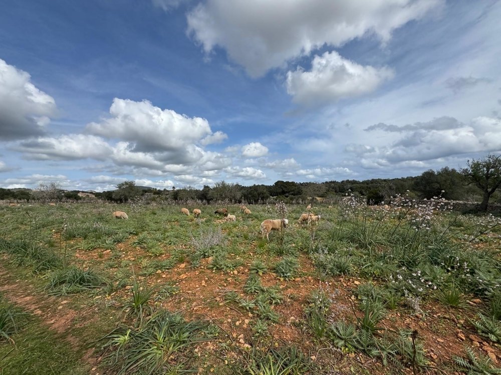 Działka w Algaida, Mallorca, Hiszpania nr 109859
