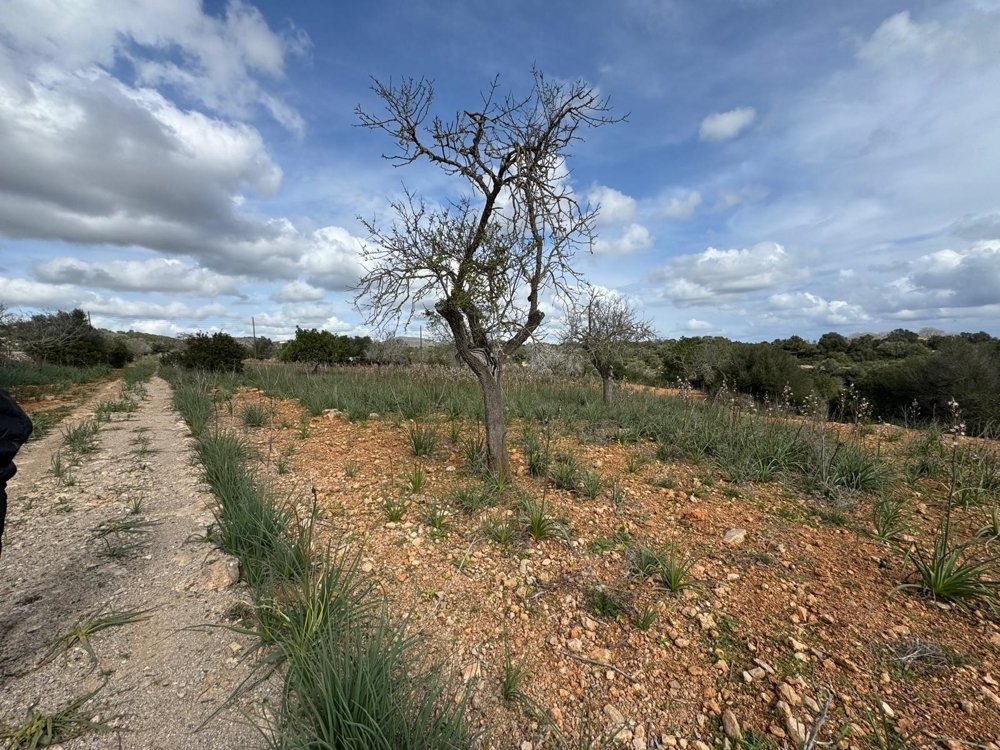 Działka w Algaida, Mallorca, Hiszpania nr 109859