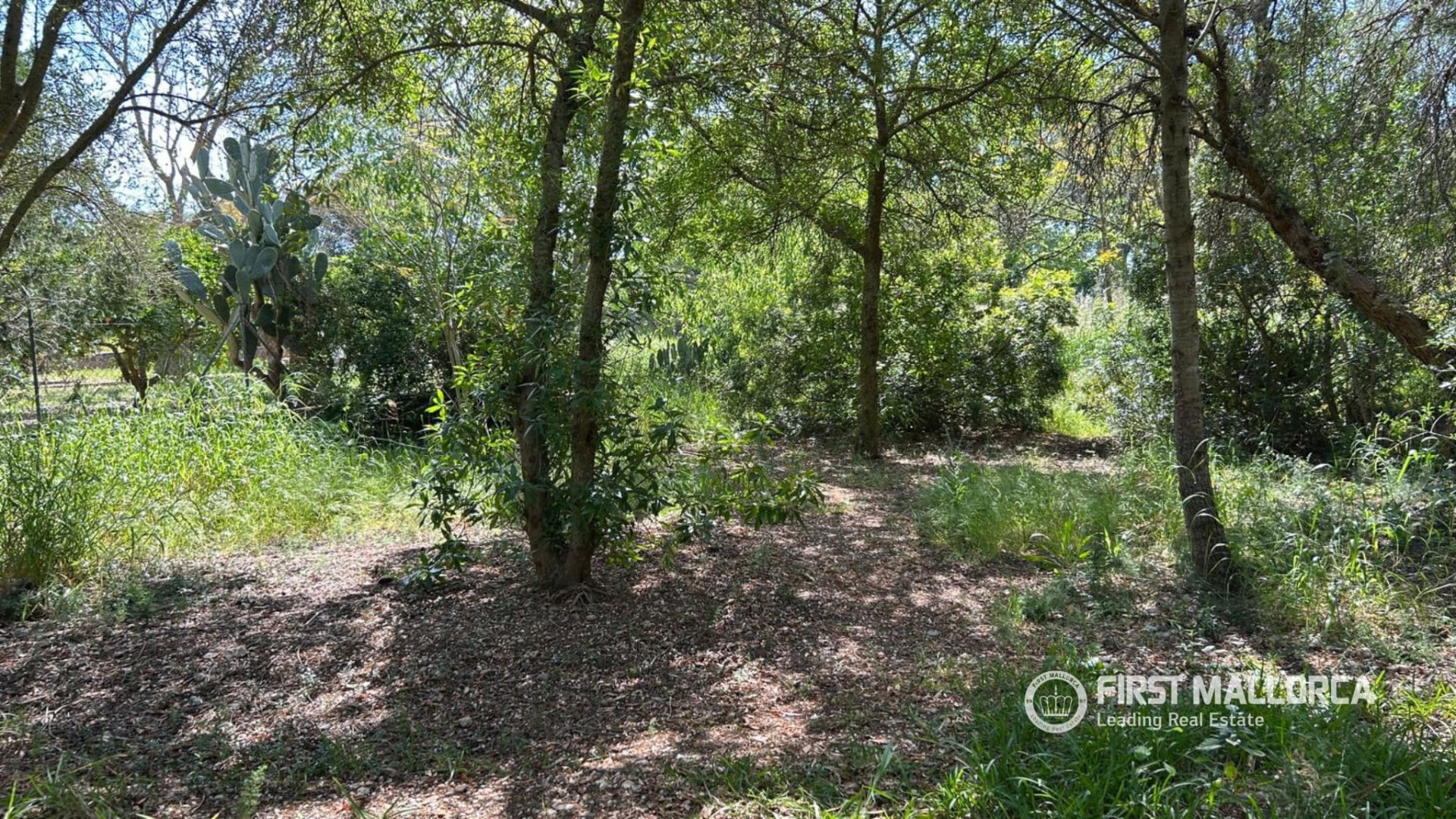 Rindu māja Sencelles, Mallorca, Spānijā 4 istabas, 246 m2 Nr. 168146