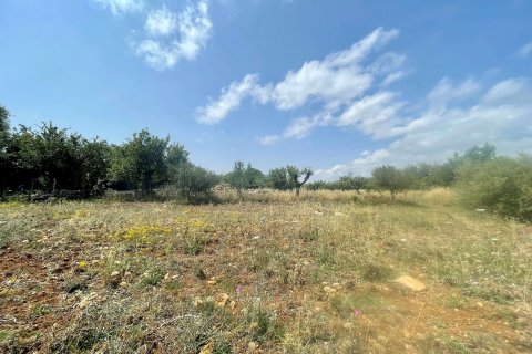 Tontti Pollenca, Mallorca, Espanja 14517 m2 No. 71464