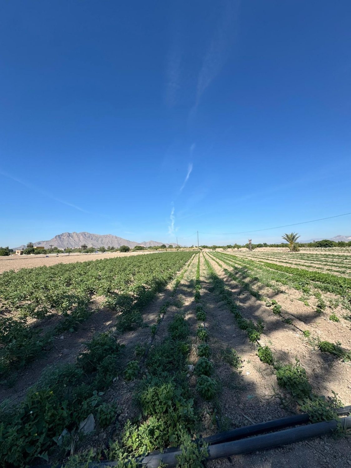 Finca en Cox, Alicante, España 2 dormitorios, 100 m2 No. 189740