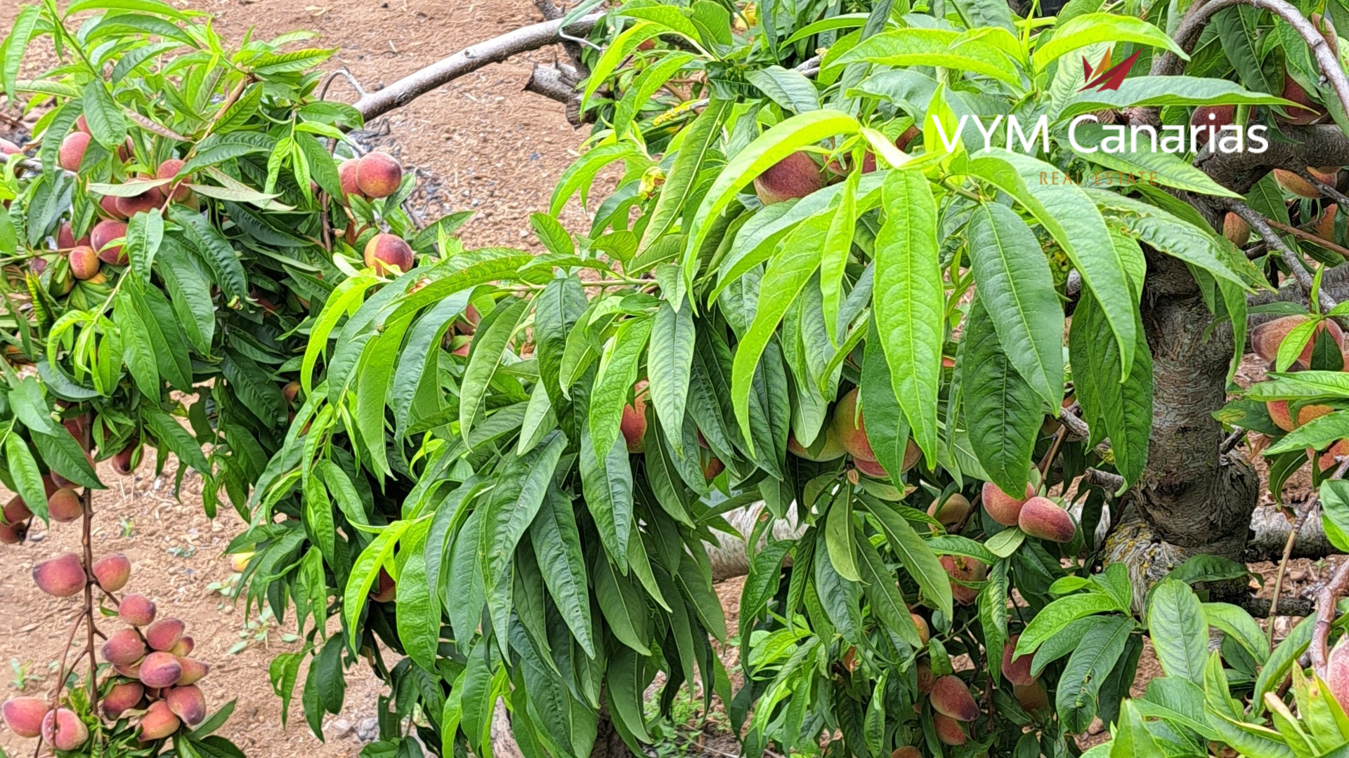 Finca La Tierra Del Trigo, Tenerife, Espanja 7 makuuhuonetta, 415 m2 No. 164386