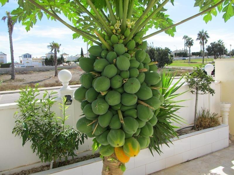 Huvila Torrevieja, Alicante, Espanja 3 makuuhuonetta, 120 m2 No. 164450