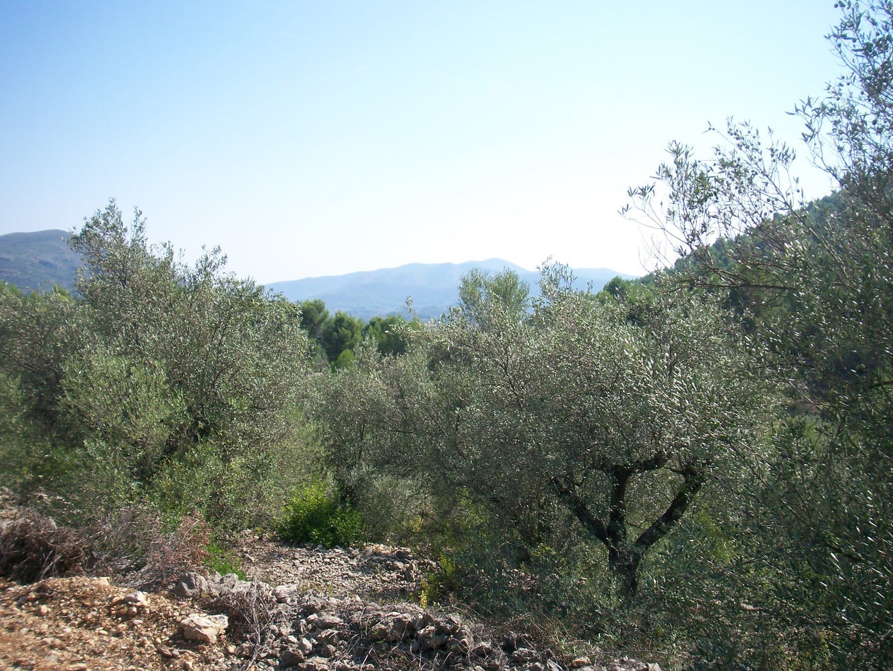 Land in Murla, Alicante, Spanien Nr. 183972