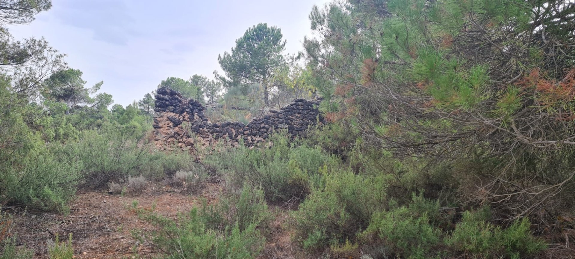 Land plot in Albacete, Spain No. 183917