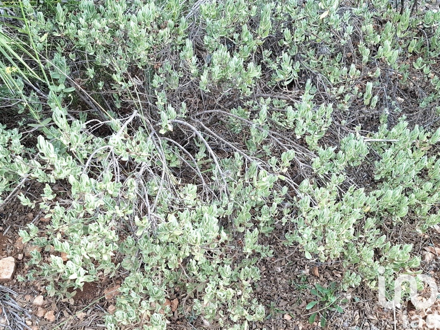 Land in Benidoleig, Alicante, Spanien 10350 m2 Nr. 185647