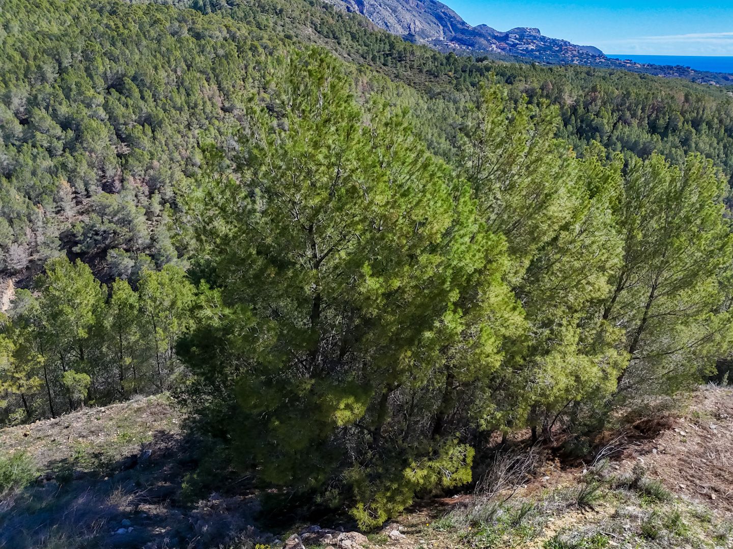 Parcela en Altea, Alicante, España 985 m2 No. 168646