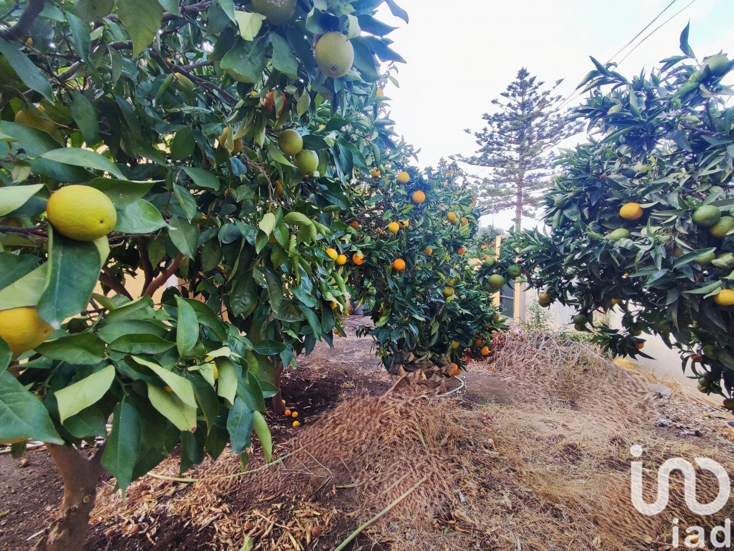 Tontti Marbella, Malaga, Espanja 620 m2 No. 153858