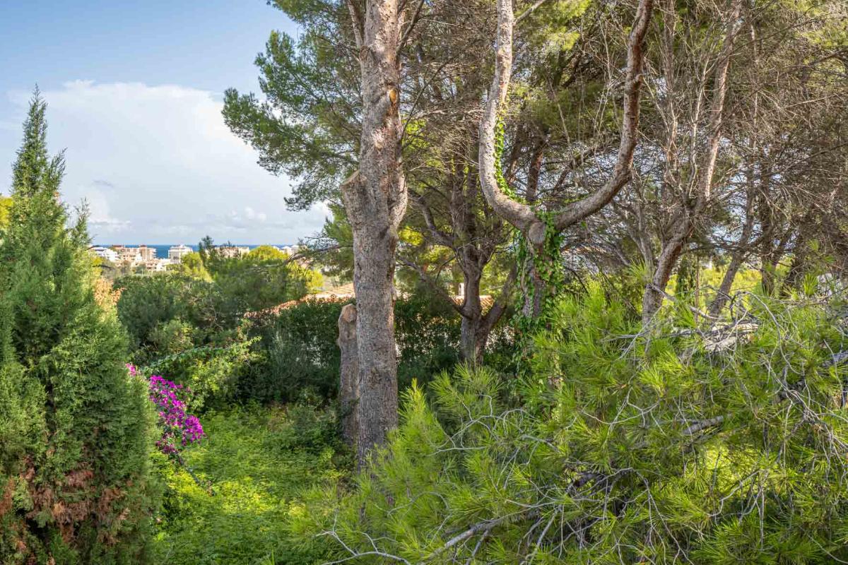 Tontti Javea, Alicante, Espanja No. 80737