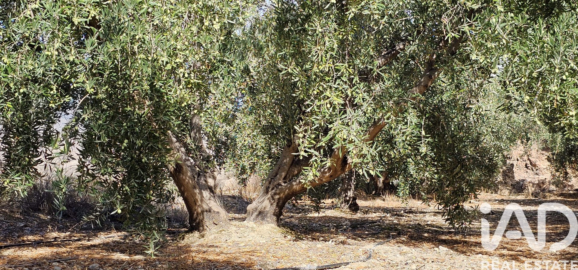 Liikekiinteistö Illar, Almeria, Espanja No. 185563