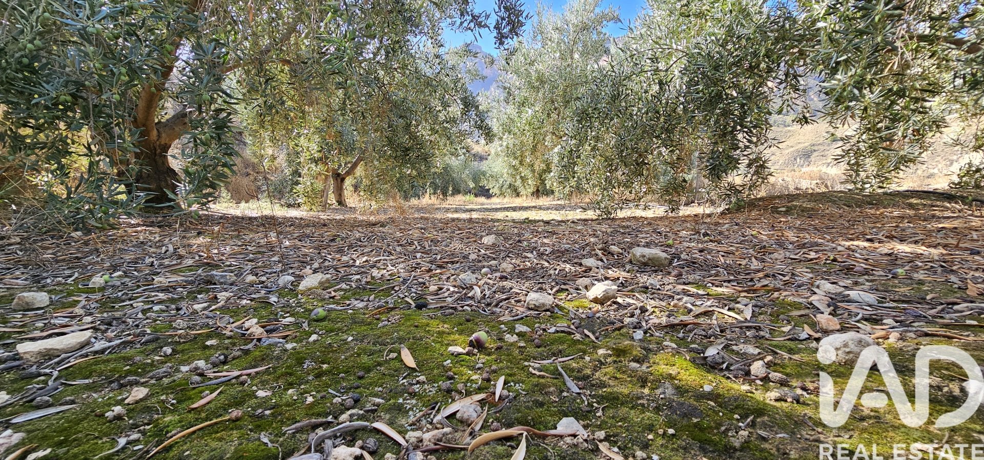 Liikekiinteistö Illar, Almeria, Espanja No. 185563