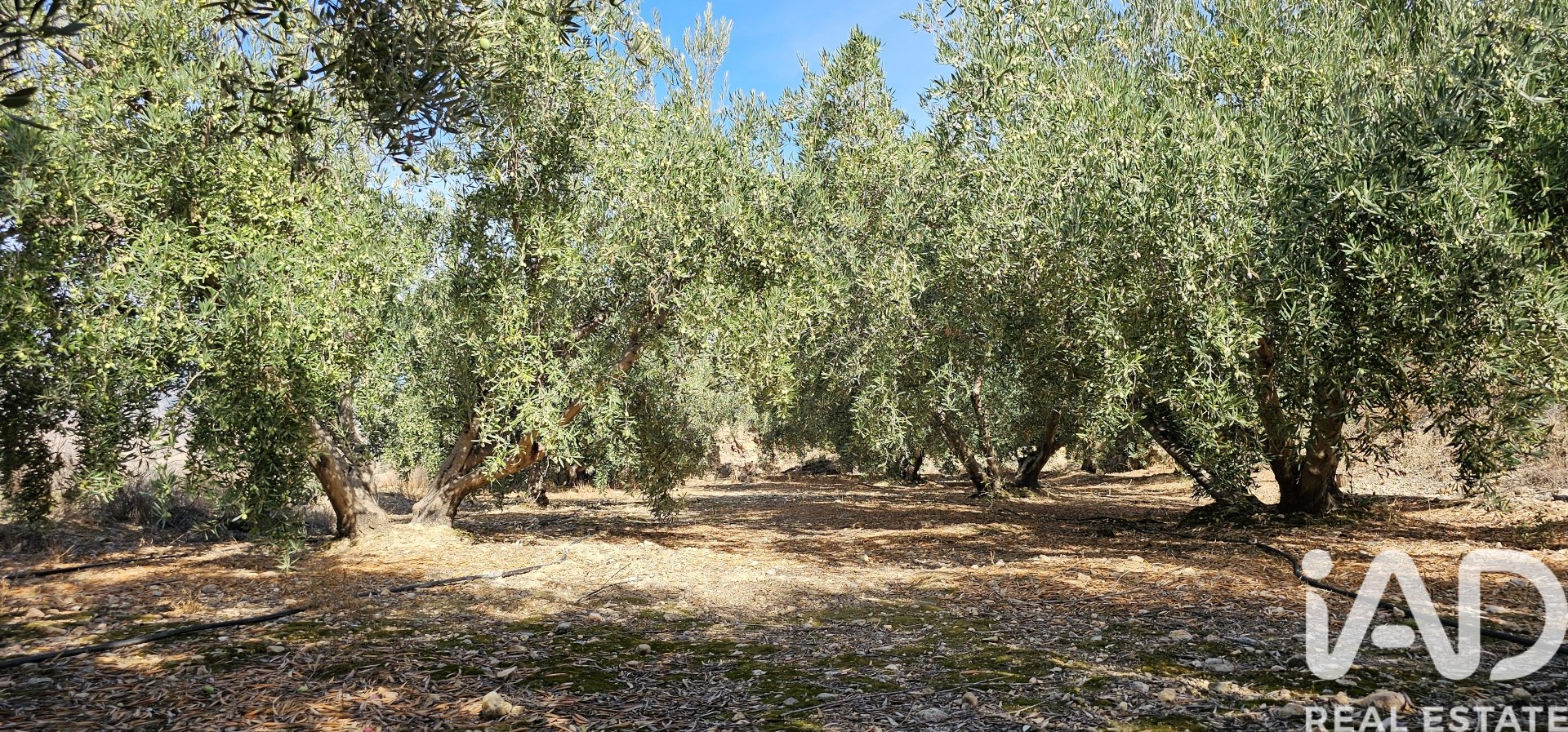Liikekiinteistö Illar, Almeria, Espanja No. 185563