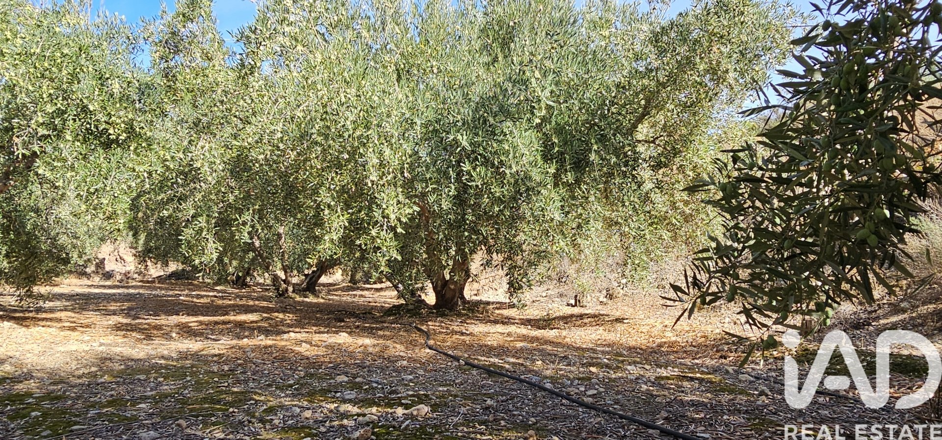 Liikekiinteistö Illar, Almeria, Espanja No. 185563