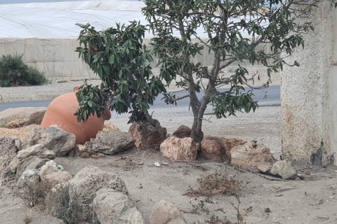 Land plot in Almeria, Spain 1291 sq.m. No. 185313