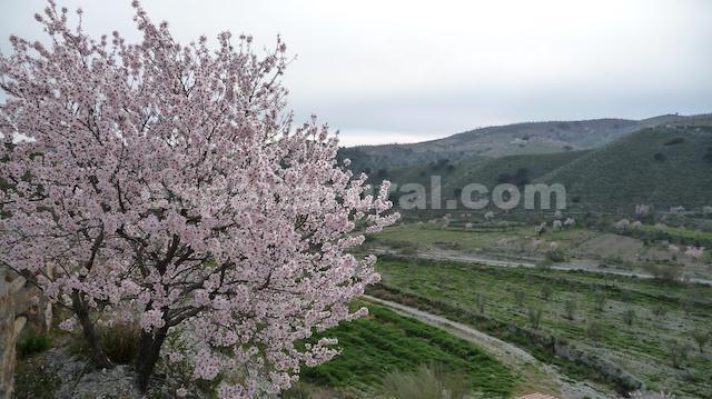 Proprietà commerciale a Taberno, Almeria, Spagna 8 camere da letto, 380 mq. N° 77997