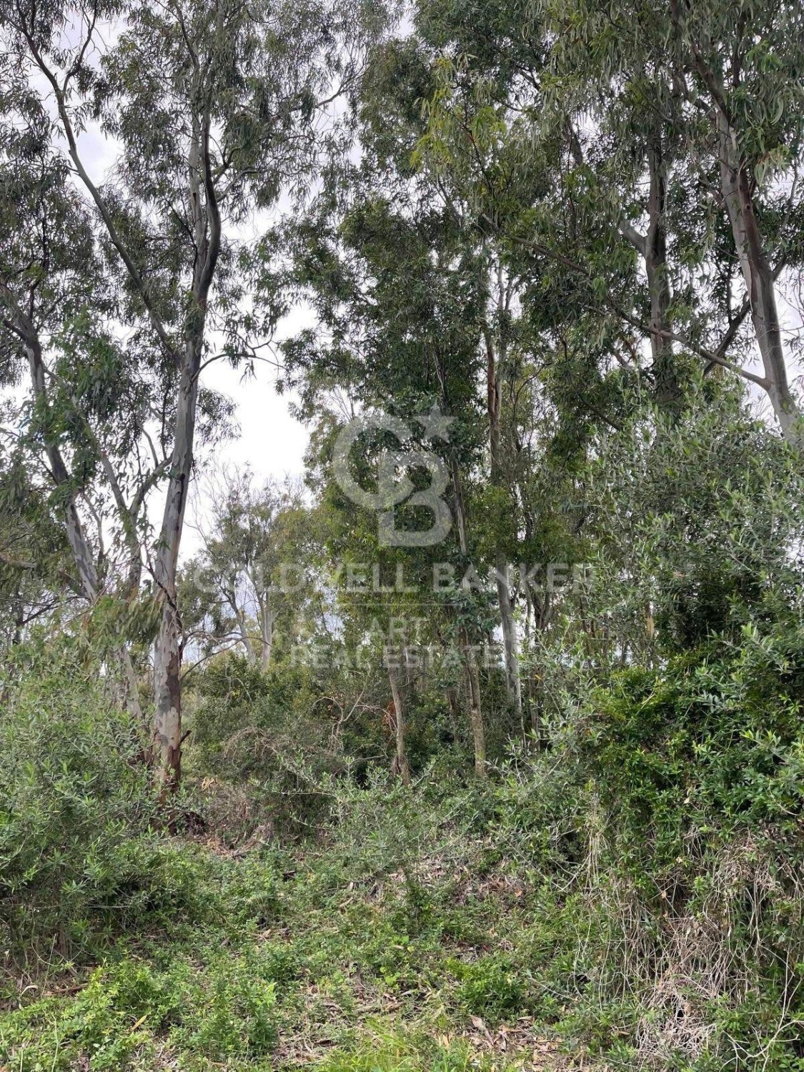 Land plot in Sotogrande, Cadiz, Spain 2000 sq.m. No. 159585