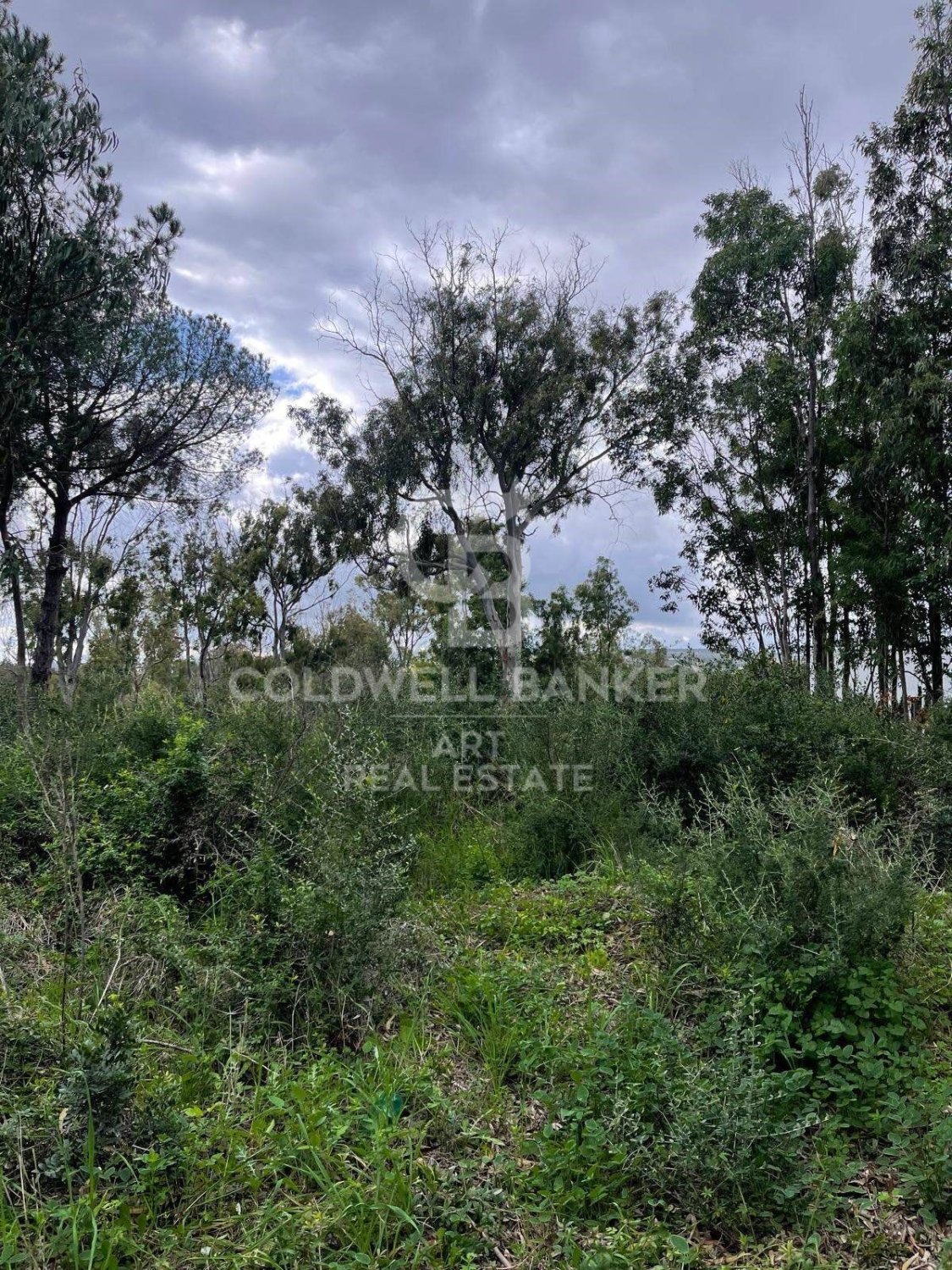 Land plot in Sotogrande, Cadiz, Spain 2000 sq.m. No. 159585