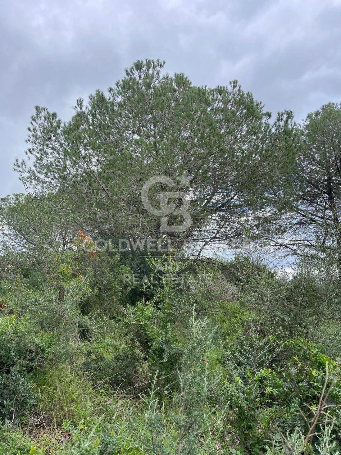 Land plot in Sotogrande, Cadiz, Spain 2000 sq.m. No. 159585