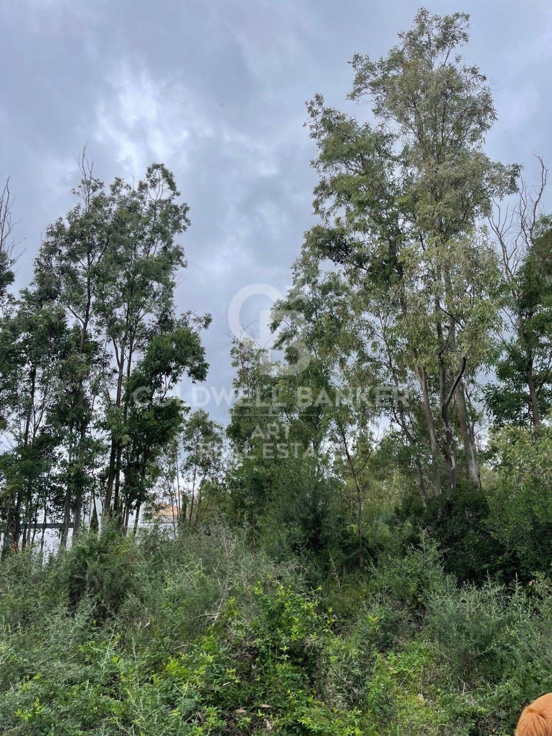 Land plot in Sotogrande, Cadiz, Spain 2000 sq.m. No. 159585
