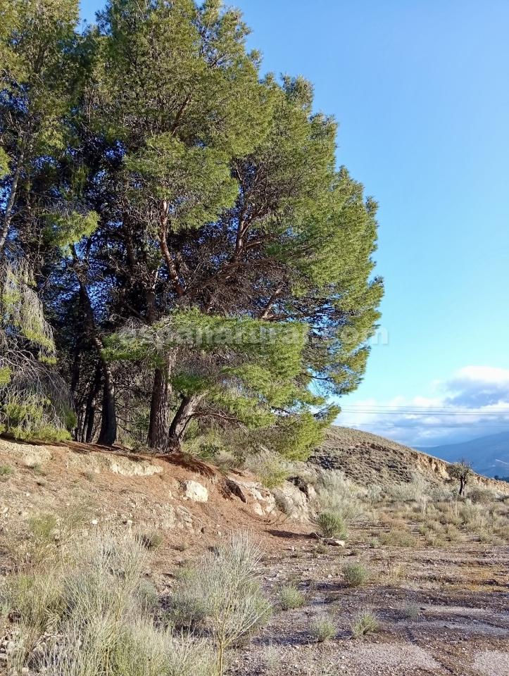 Parcela en Somontin, Almería, España 4 dormitorios, 190 m2 No. 183988