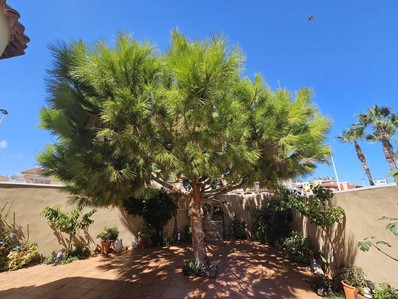 Villa i Torrevieja, Alicante, Spanien 3 sovrum, 74 kvm. Nr. 137893