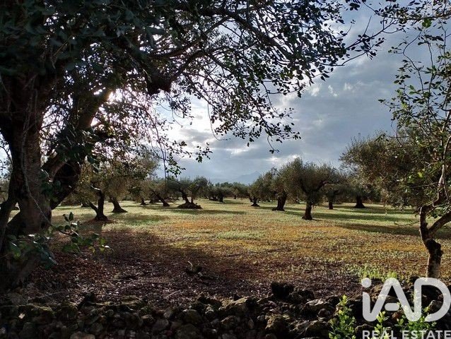 Land in Roquetes, Tarragona, Spanien 34000 m2 Nr. 185208