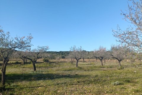 Land plot in El Perello, Tarragona, Spain 4739 sq.m. No. 185209