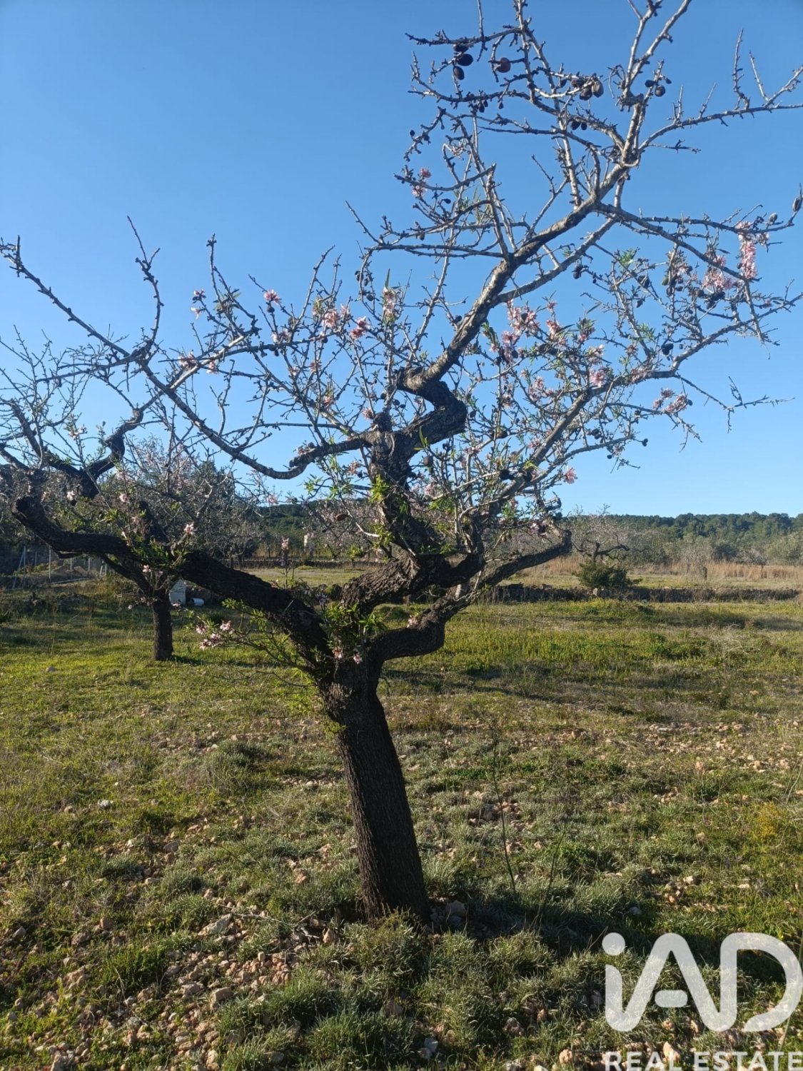 Land plot in El Perello, Tarragona, Spain 4739 sq.m. No. 185209