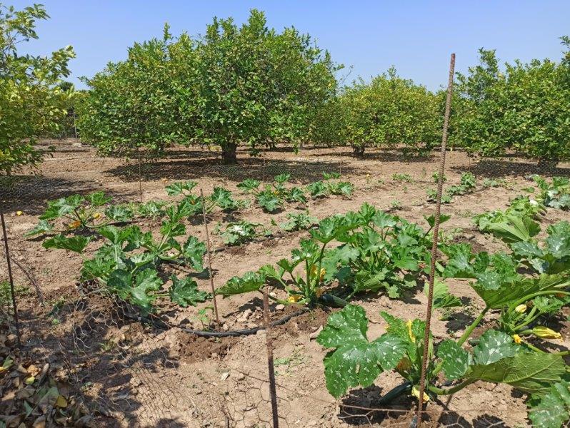 Finca à San Miguel de Salinas, Alicante, Espagne 6 chambres, 300 m2 No. 144782