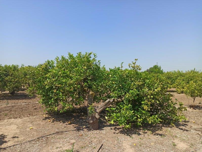 Finca à San Miguel de Salinas, Alicante, Espagne 6 chambres, 300 m2 No. 144782