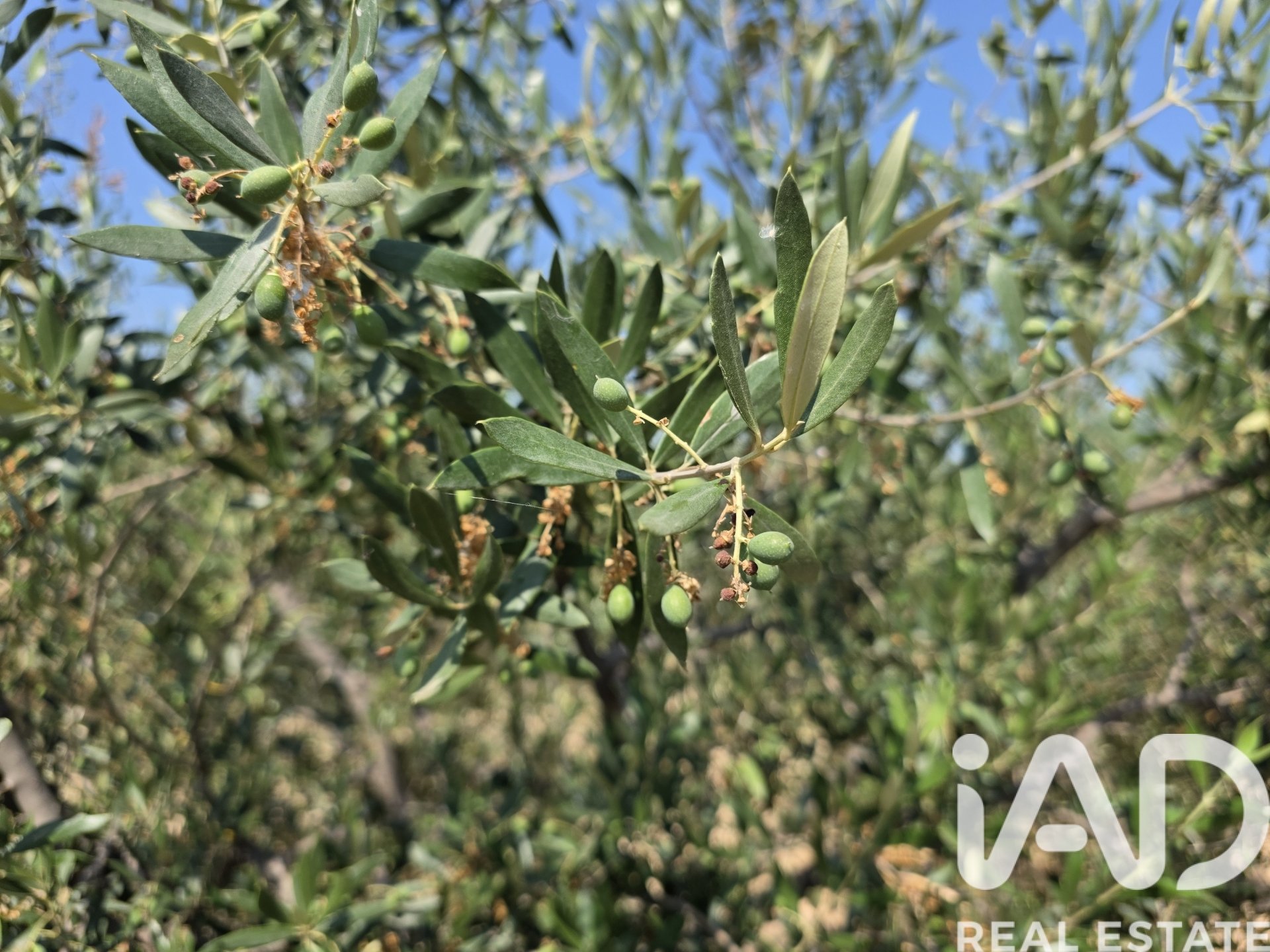 Zemes gabals Cehegin, Murcia, Spānijā 10087 m2 Nr. 188307