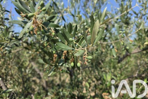 Zemes gabals Cehegin, Murcia, Spānijā 10087 m2 Nr. 188307