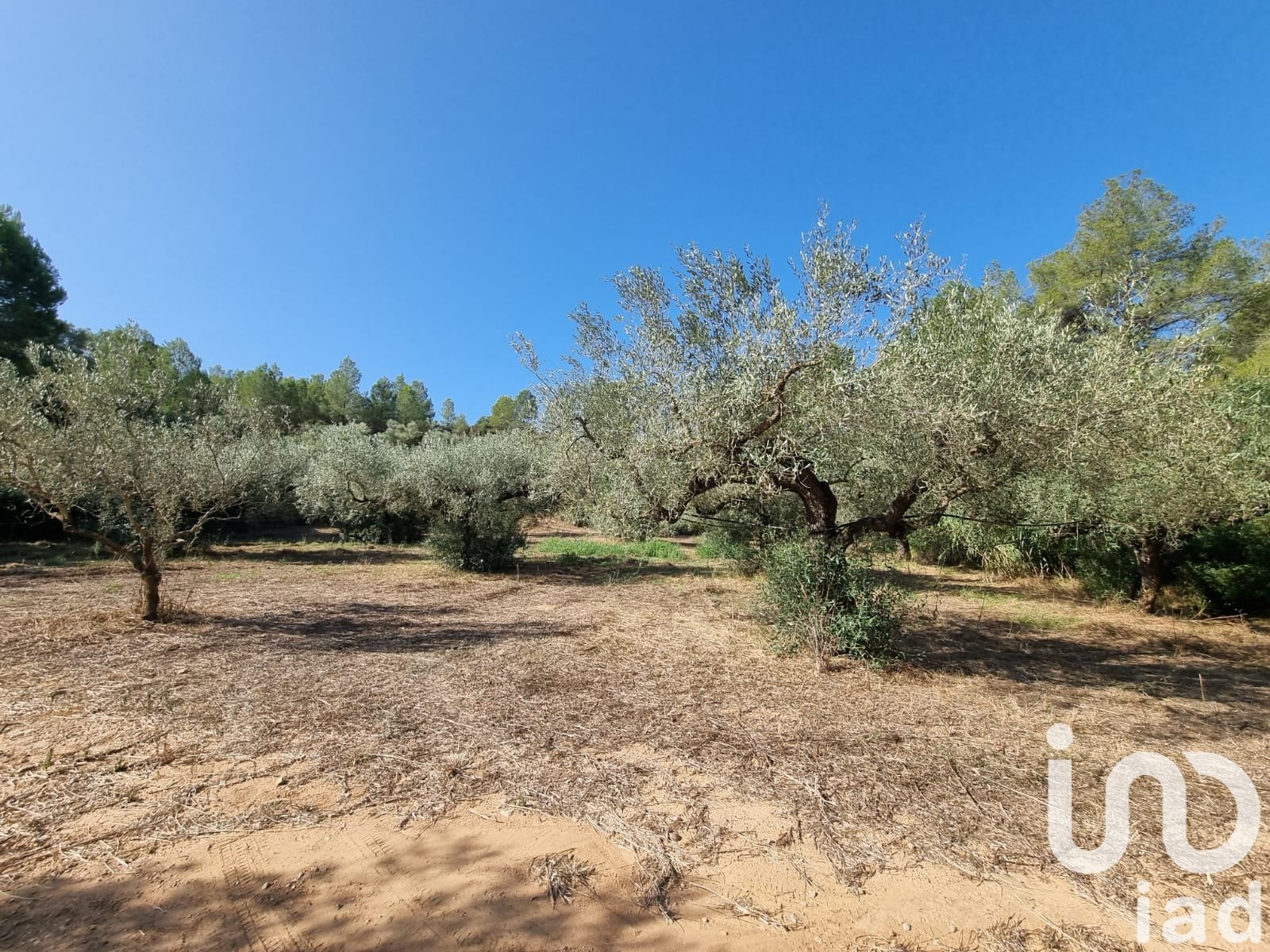 Land plot in Tivissa, Tarragona, Spain 6327 sq.m. No. 185767