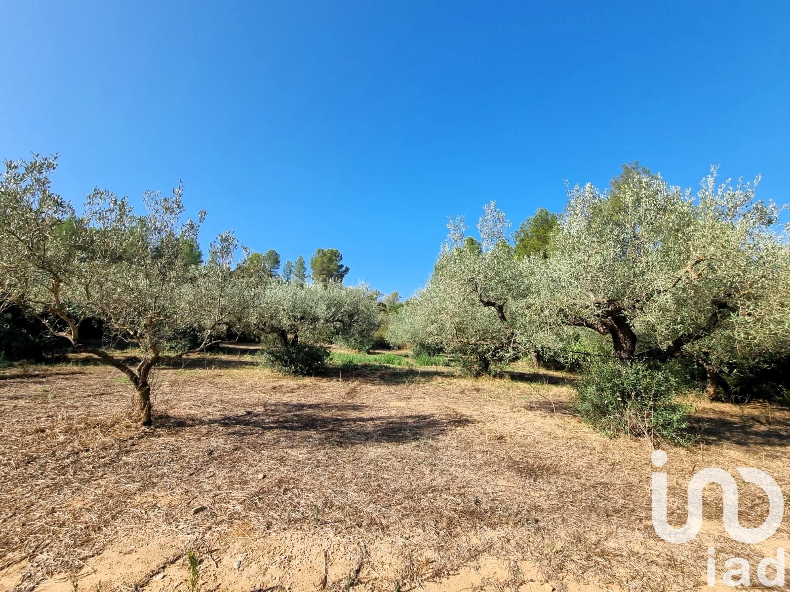 Land plot in Tivissa, Tarragona, Spain 6327 sq.m. No. 185767