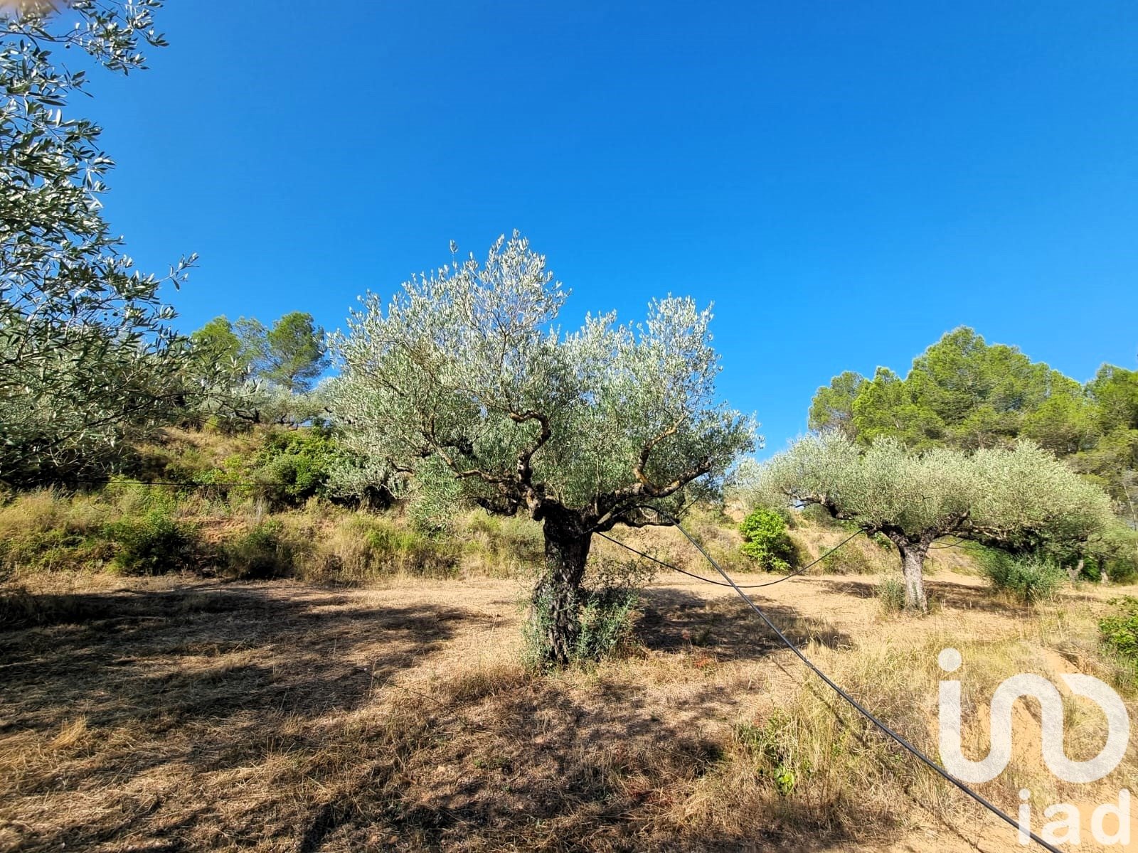 Land plot in Tivissa, Tarragona, Spain 6327 sq.m. No. 185767