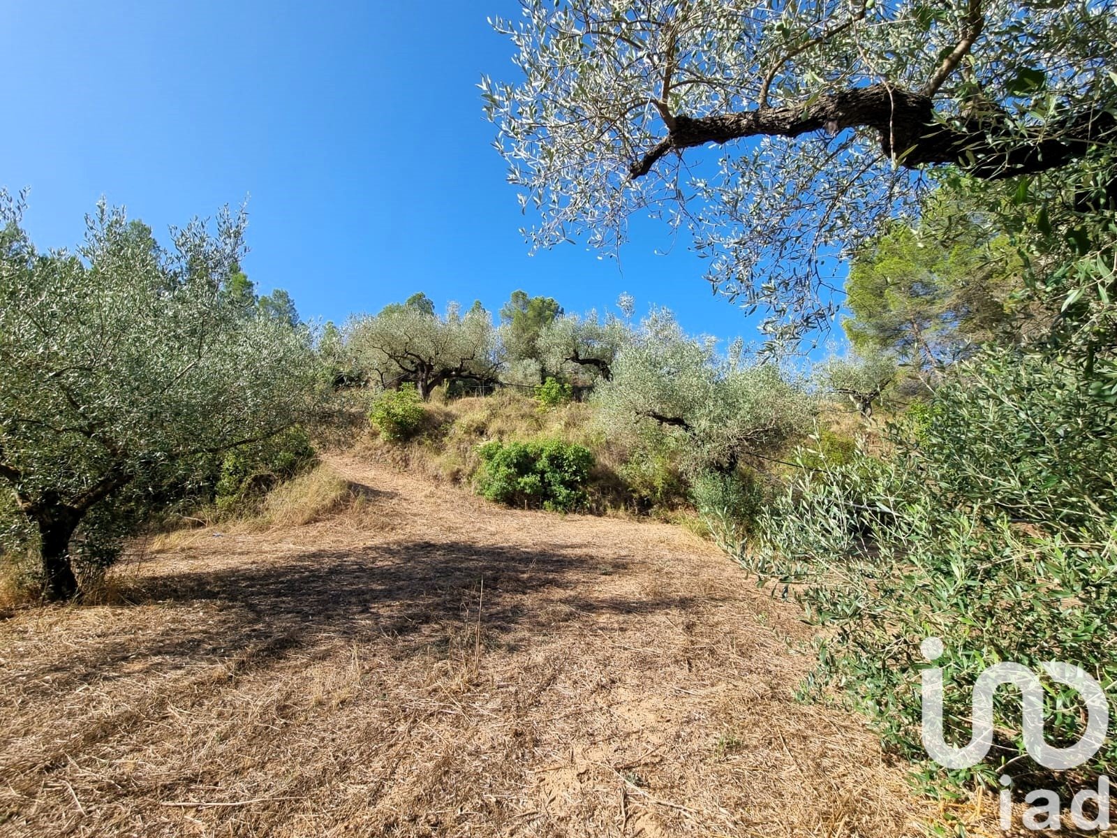 Land plot in Tivissa, Tarragona, Spain 6327 sq.m. No. 185767
