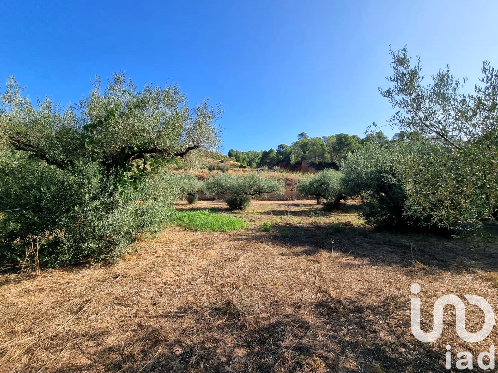 Land plot in Tivissa, Tarragona, Spain 6327 sq.m. No. 185767