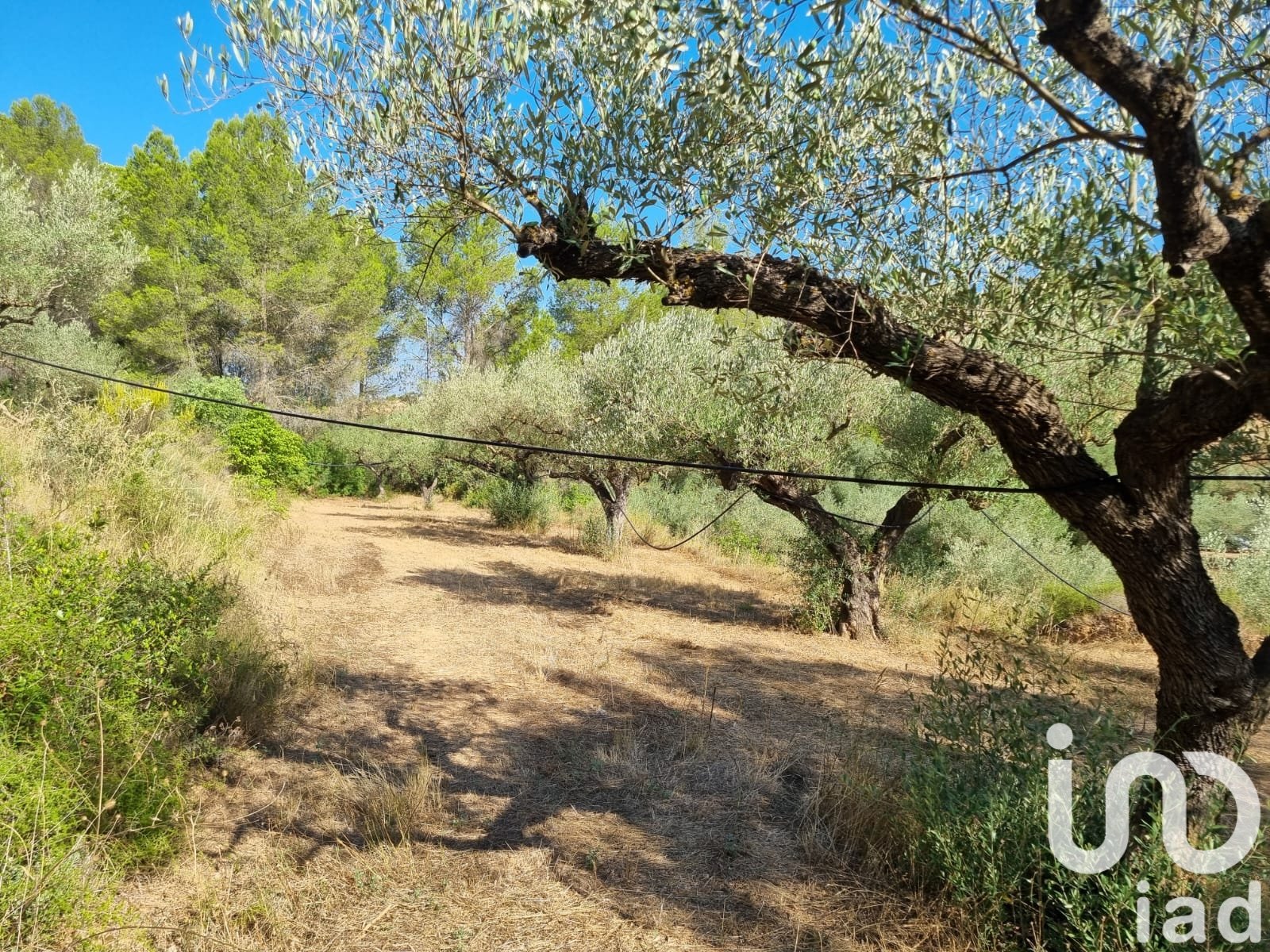 Land plot in Tivissa, Tarragona, Spain 6327 sq.m. No. 185767